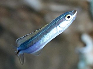 Juvenile bleu
